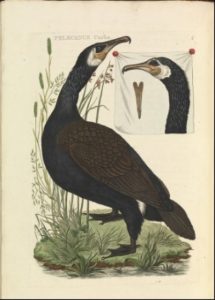Grand Cormoran dans Nederlandsche vogelen par Nozema, et Sepp (1770)