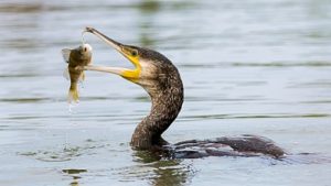 Grand cormoran en train de manger un poisson