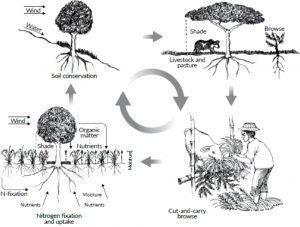 Cycle des nutriments dans le système agroforestier (Modifié de Xu et al., 2013 ).