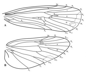 Nervation des ailes. A, aile antérieure B, aile postérieure