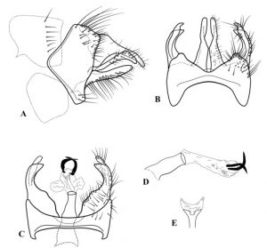 A, latéral B, dorsal C, ventral D, appareil phallique, apex latéral E, de la sclérite phallique, dorsal.