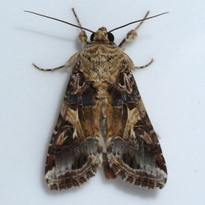 Spodoptera frugiperda