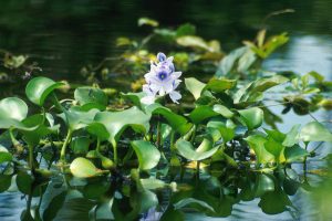 Eichhornia crassipes