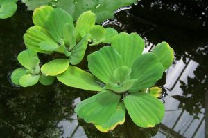 Pistia stratiotes